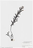 藏品(馬尾藻屬)的圖片